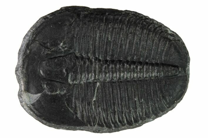 Elrathia Trilobite Fossil - Utah #169519